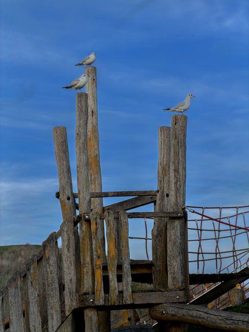 Three seagulls perch on weathered wooden posts that form part of an outdoor structure, possibly a play area or viewing platform. The posts are aged, with visible rough textures, natural wood grain, and some lichen or moss growth. The tallest post, located towards the left, supports two gulls, one on top and one just below, while a third gull sits on a shorter post to the right. Behind the posts, there is a section of weathered wooden fencing and a rusted metal netting that appears to be part of a safety barrier or climbing frame. The background features a partly cloudy sky with shades of blue and white, creating a natural outdoor setting. The overall scene is illuminated by soft daylight, highlighting the textures of the wood and the delicate plumage of the seagulls, evoking a peaceful, coastal environment relevant for themes such as outdoor leisure or landscape being used for visual context in waste management settings focusing on public spaces.